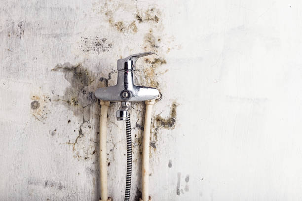 Best Residential Mold Remediation in Absecon, NJ