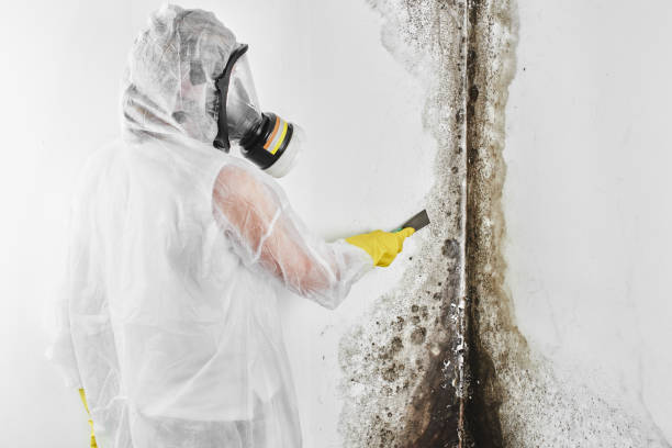 Best Kitchen Mold Remediation in Absecon, NJ