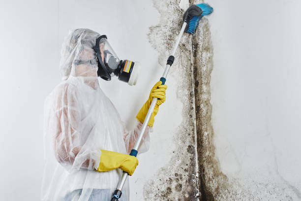 Best Residential Mold Remediation in Absecon, NJ