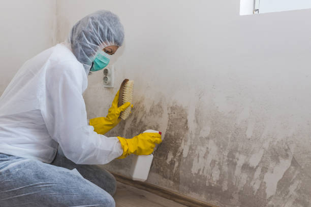 Best Post-Flood Mold Remediation in Absecon, NJ