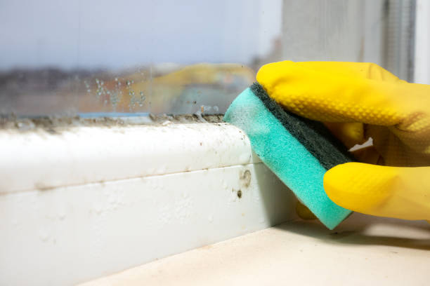 Best Mold Testing and Inspection Services in Absecon, NJ