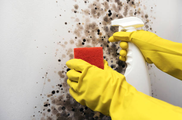 Best Industrial Mold Remediation in Absecon, NJ